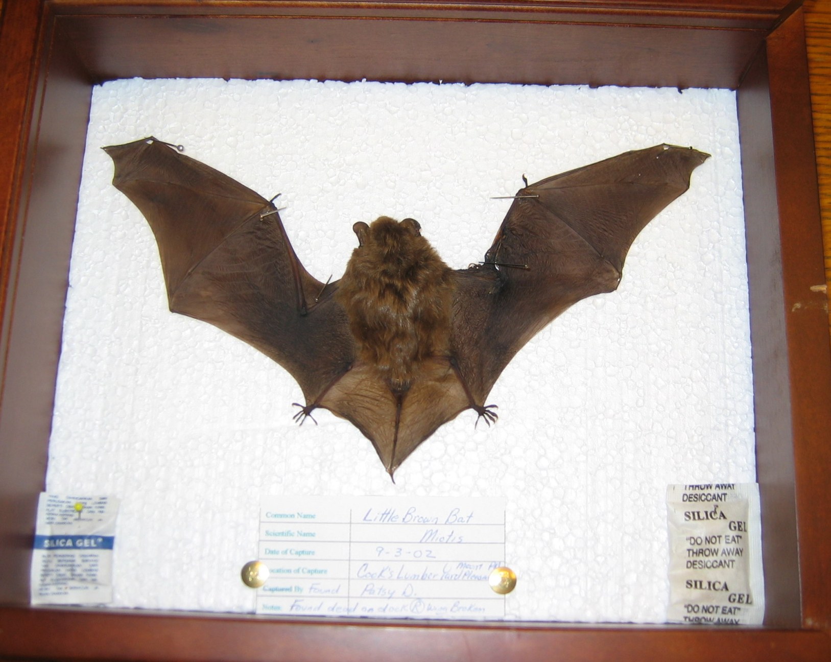 Little Brown Bat