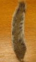 Gray Squirrel Tail