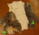 Rabit furs, one eastern cotton tail, 2 domestic.